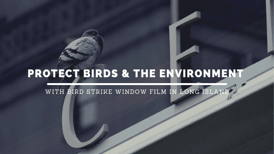 bird strike window film long island
