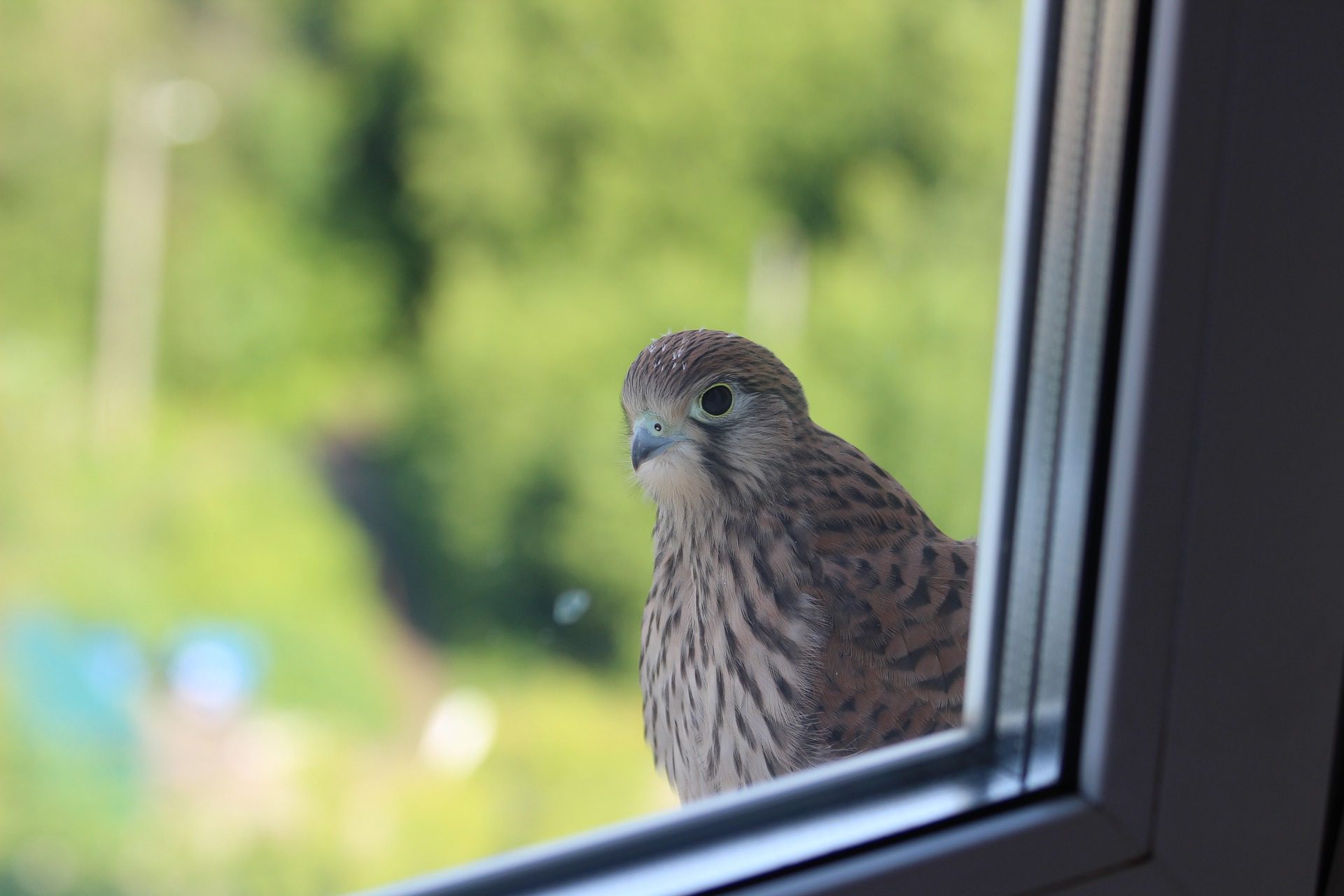 keep birds away from windows