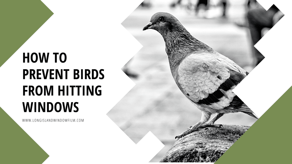 prevent birds hitting windows long island window film